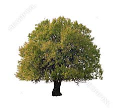 Isolated Tree