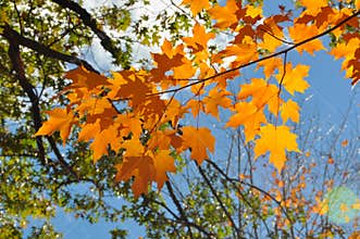 Maple leaves in autumn