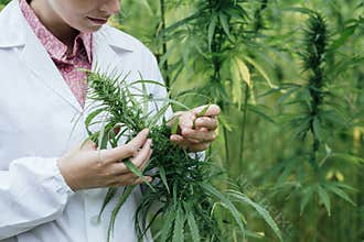 Scientist checking hemp flowers