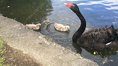 Black swan with cygnets