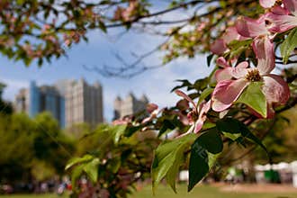 Pink Dogwood Tree Blossoms Frame Springtime Atlanta Cityscape