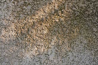 Knobby cement wall in tree shade