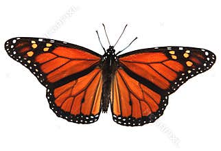 Monarch Butterfly