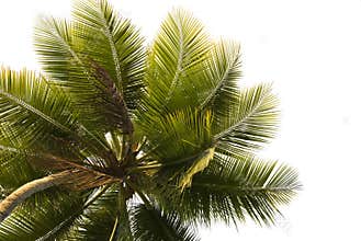 Palm Tree Close-up Isolated