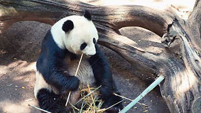 Panda animal Eating