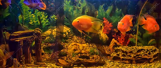 Blood Red Parrot Cichlid aquarium fish