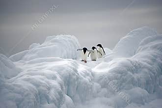 Adelie Penguins on ice, Weddell Sea, Anarctica