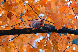Squirrel eat nuts on branch of autumn tree