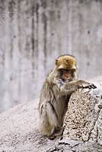 Wild animals