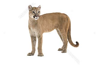 Mountain Lion