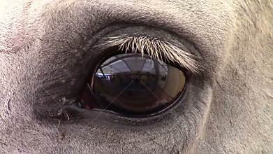 Horse Eye