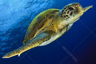 Green Turtle in the blue