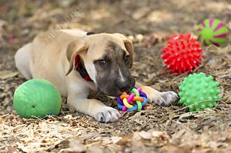 Dog Toys