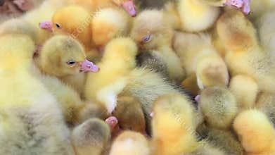 Danish Lehart goslings