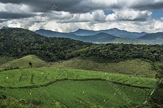 Ambewela. Nuwara Eliya Sri Lanka