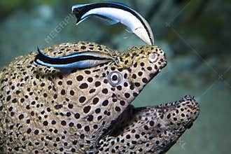 Moray eel