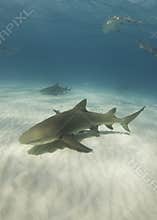 Lemon Sharks