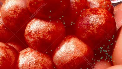 Cancer cells
