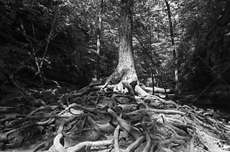 Tree roots in black and white.