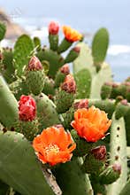 Flowers of cactus in Spain