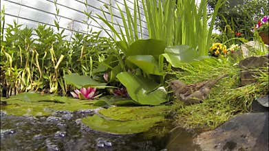 Sparrow Drinks From Garden Pond