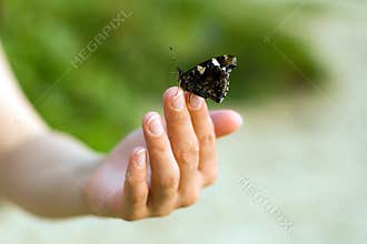 Butterfly on hand