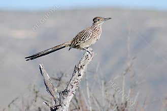 Roadrunner