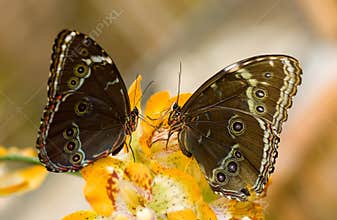 Butterflies