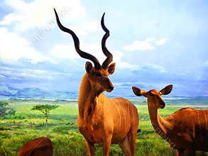 The specimens of the Africa wild animals
