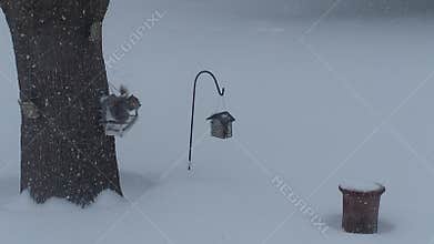 Backyard blizzard