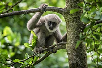 Young silvery gibbon