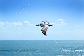 Flying Pelican Sky Ocean Florida