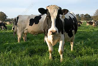 Dairy Cows