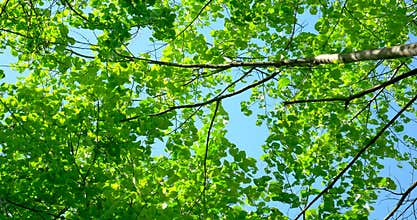Green Forest Trees Against Sky