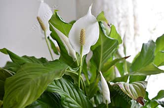 Peace lily flower