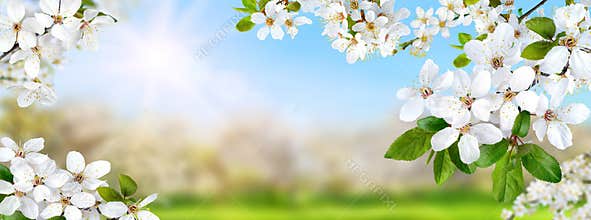 Spring nature composite with white blossoms