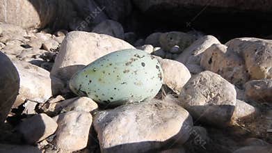 Atlantic murre (Uria aalge) egg