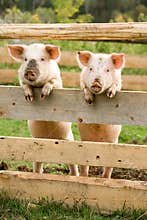 Two pigs