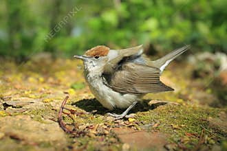 Eurasian blackcap