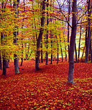 Fall forest colors