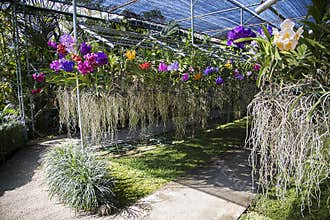 Bai Orchid and Butterfly Farm at Chiang Mai, Thailand