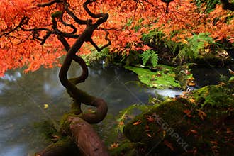 Japanese maple during fall