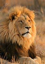 African lion