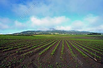 Acres of farming new vegetable crop planting agriculture Australia
