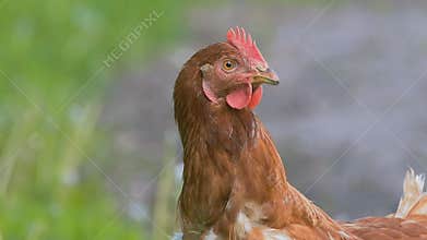 Red chicken on a meadow slow motion video