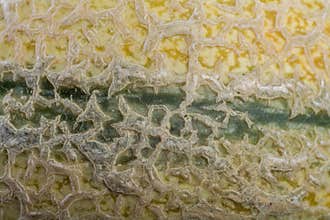 Cantaloupe melon texture