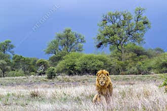 African lion in Kruger National park, South Africa