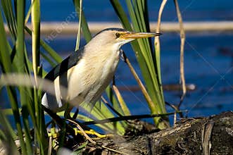 Little bittern