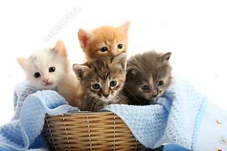 Small kittens in straw basket