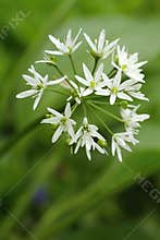 Curative Allium ursinum